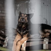 Dobrodziej, pies do adopcji