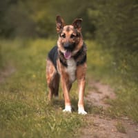 Denzel, pies do adopcji