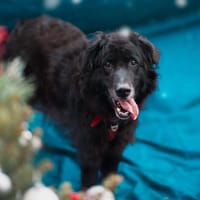 Dragon, pies do adopcji