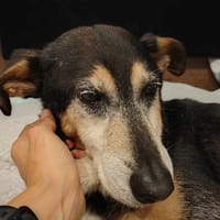 Jaś, pies do adopcji