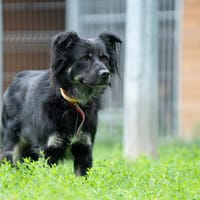 Kale, pies do adopcji