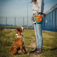 Colby, pies do adopcji
