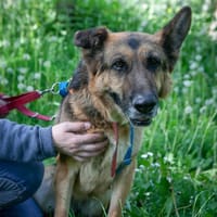 Nora, suczka do adopcji