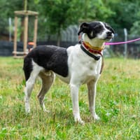 Rollo, pies do adopcji