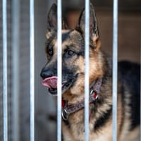 Apache, pies do adopcji