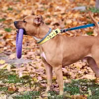 Scooby, pies do adopcji