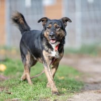 Honza, pies do adopcji