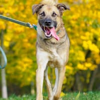 Merlin, pies do adopcji