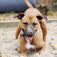 Oskar, pies do adopcji