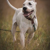 Casper, pies do adopcji