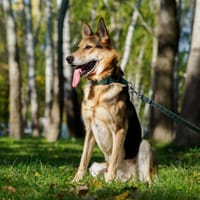 Vinnie, pies do adopcji