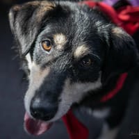 Całus, pies do adopcji