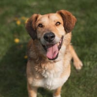 Lupin, pies do adopcji