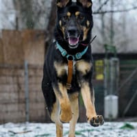 Kozak, pies do adopcji