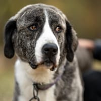 Arcana, suczka do adopcji