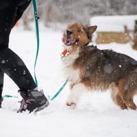 Kenai, pies do adopcji