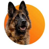 Kama, suczka do adopcji