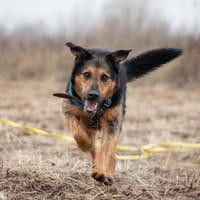 Dino, pies do adopcji