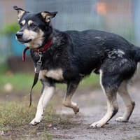 Kuroszi, pies do adopcji