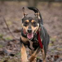 Jurij, pies do adopcji