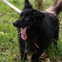 Nares, pies do adopcji
