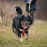 Milton, pies do adopcji