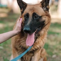Randal, pies do adopcji