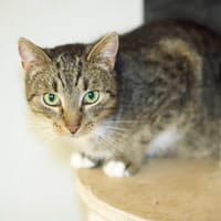 Boniuś, kot do adopcji