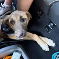 Lumi, Hündin zur Adoption