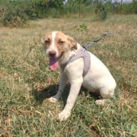 Zita einfach nur lieb, Hündin zur Adoption