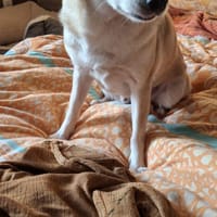 Pufi  Kleine Chihuahua-Prinzessin, Hündin zur Adoption