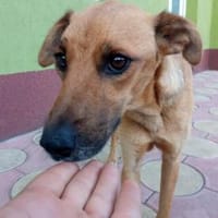 Luna, Hündin zur Adoption