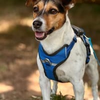 Minnie sucht Jack Russel Liebhaber, Hündin zur Adoption