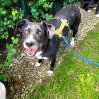 Martha, so eine nette Hündin!, Hündin zur Adoption