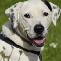 Poupy eine Seele von Hündin, Hündin zur Adoption