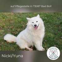 Nicki, jetzt Yuna: eine weiße Wolke in D, Hündin zur Adoption