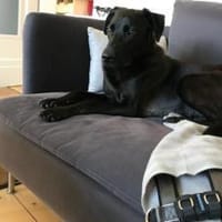 Der süße Limba möchte dich kennen lernen, Hund zur Adoption