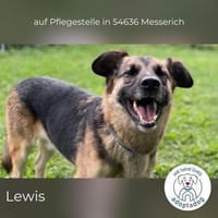 Lewi: stattlich, eleganter Rüde in D, Hund zur Adoption