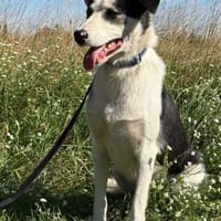 Pino  Der freundliche Wirbelwind, Hund zur Adoption
