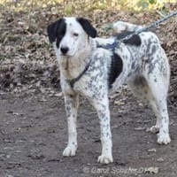 Pepita hat ein Herz aus Gold, Hündin zur Adoption