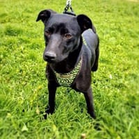 Renni ein liebes Mädchen, Hündin zur Adoption