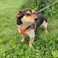 Dackelmix Sara, Hündin zur Adoption
