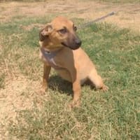 Zina sucht eine Familie, Hündin zur Adoption