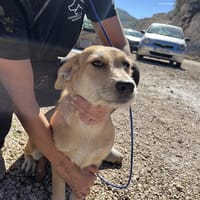 Rubis-Wuschelkopf Rüde sucht Zuhause, Hund zur Adoption