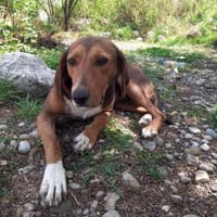 Aida- Junghündin sucht neues Zuhause, Hündin zur Adoption