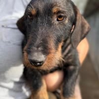 Paula -nur Paten gewünscht, Hündin zur Adoption