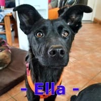 Ella, so eine süße Maus, Hündin zur Adoption