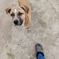 Sasuke der kleine Jungrüde, Hund zur Adoption