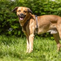 Wer gibt Figo eine 2. Chance?, Hund zur Adoption