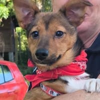 GRACE - super sozial & lieb......, Hündin zur Adoption